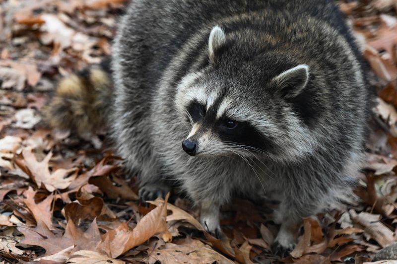 Raccoon Resting Spots