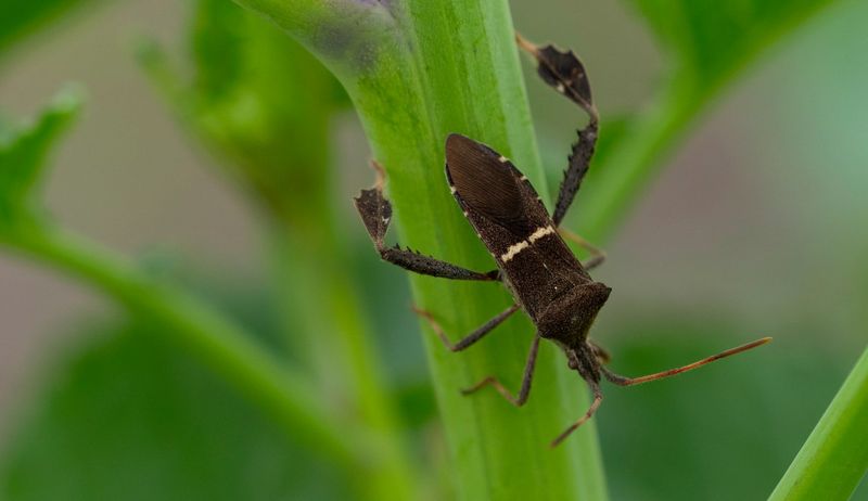 During Pest Outbreaks