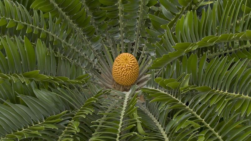 Wood's Cycad (Encephalartos woodii)