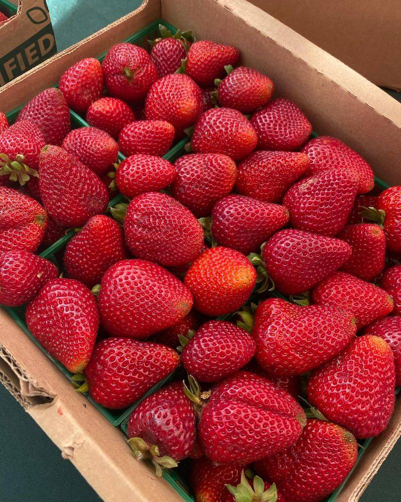 Albion Strawberry