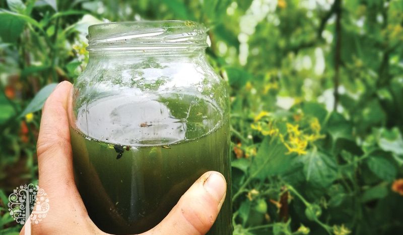Comfrey Tea Feeding