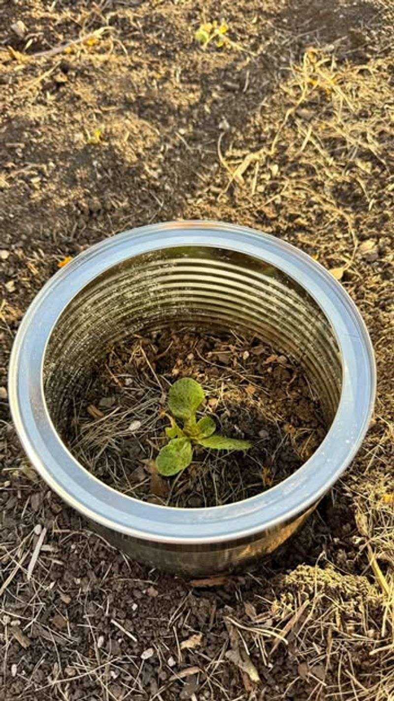 Tin Can Plant Protectors