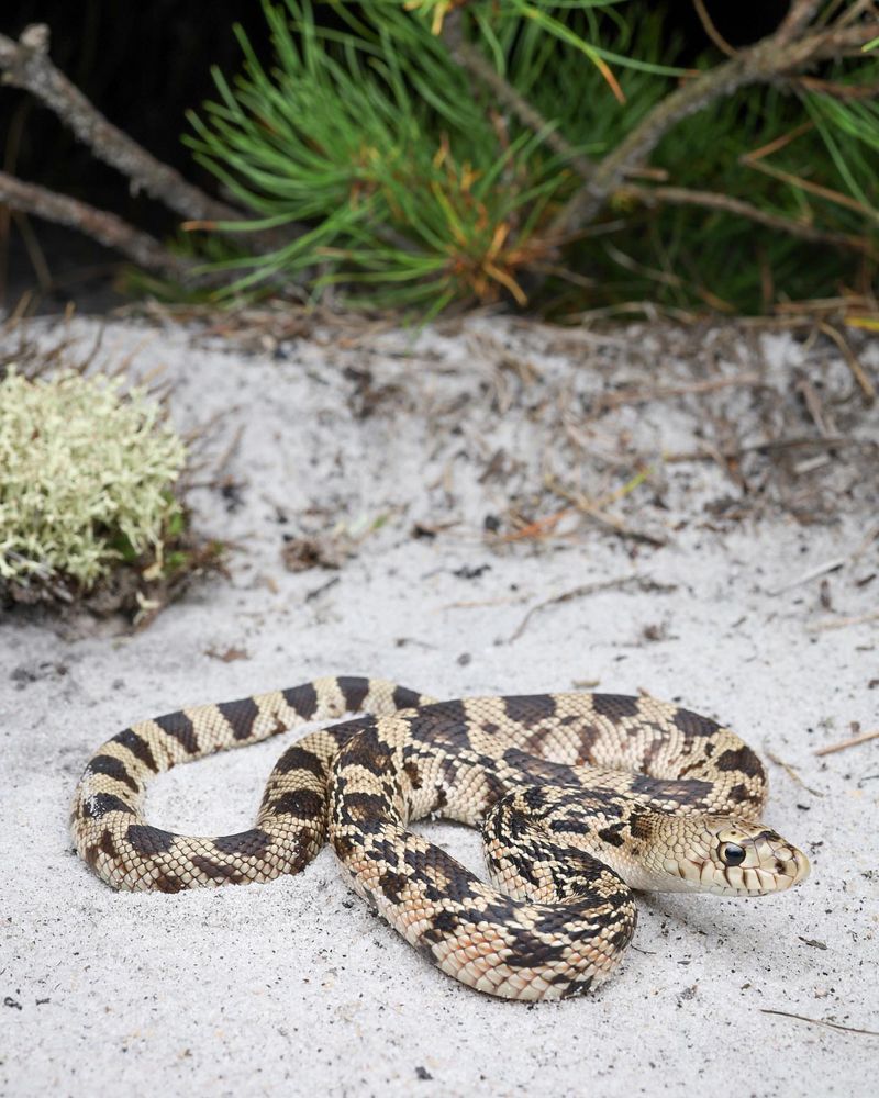 Northern Pine Snakes