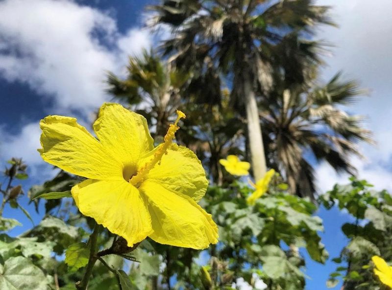 Hawaiian Hibiscus (Hibiscus brackenridgei)