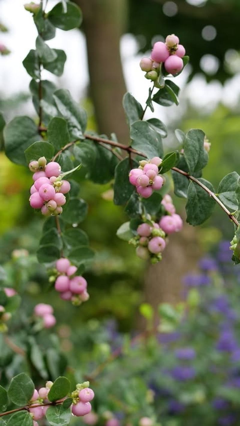 Berry-Producing Shrub Borders