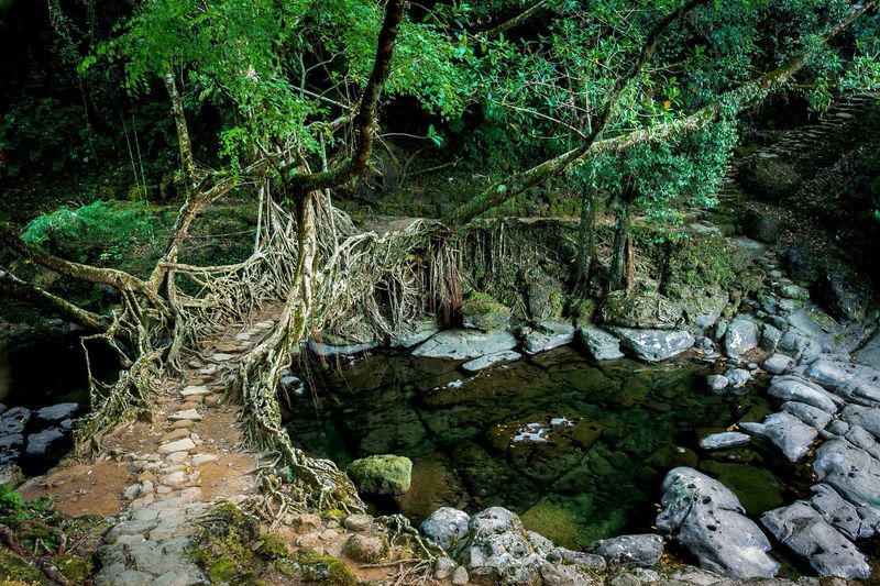 Living Root Bridges