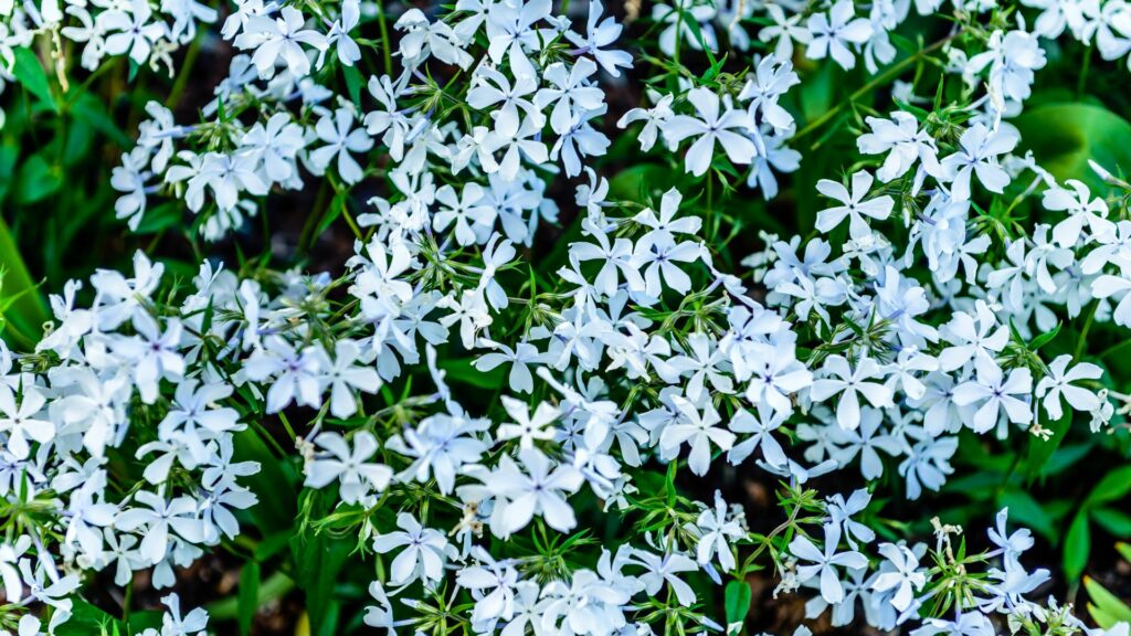 Woodland Phlox