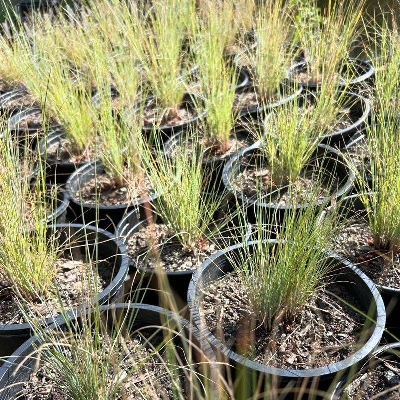 Roemer's Fescue (Festuca roemeri)