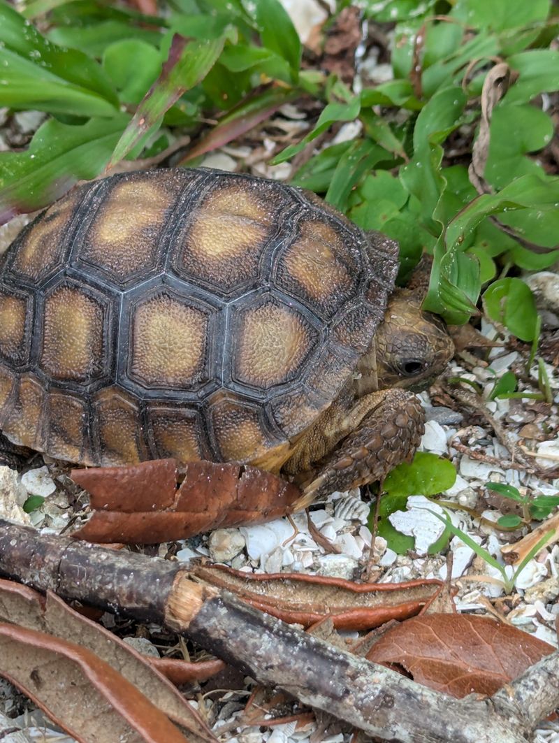 Gopher Tortoises