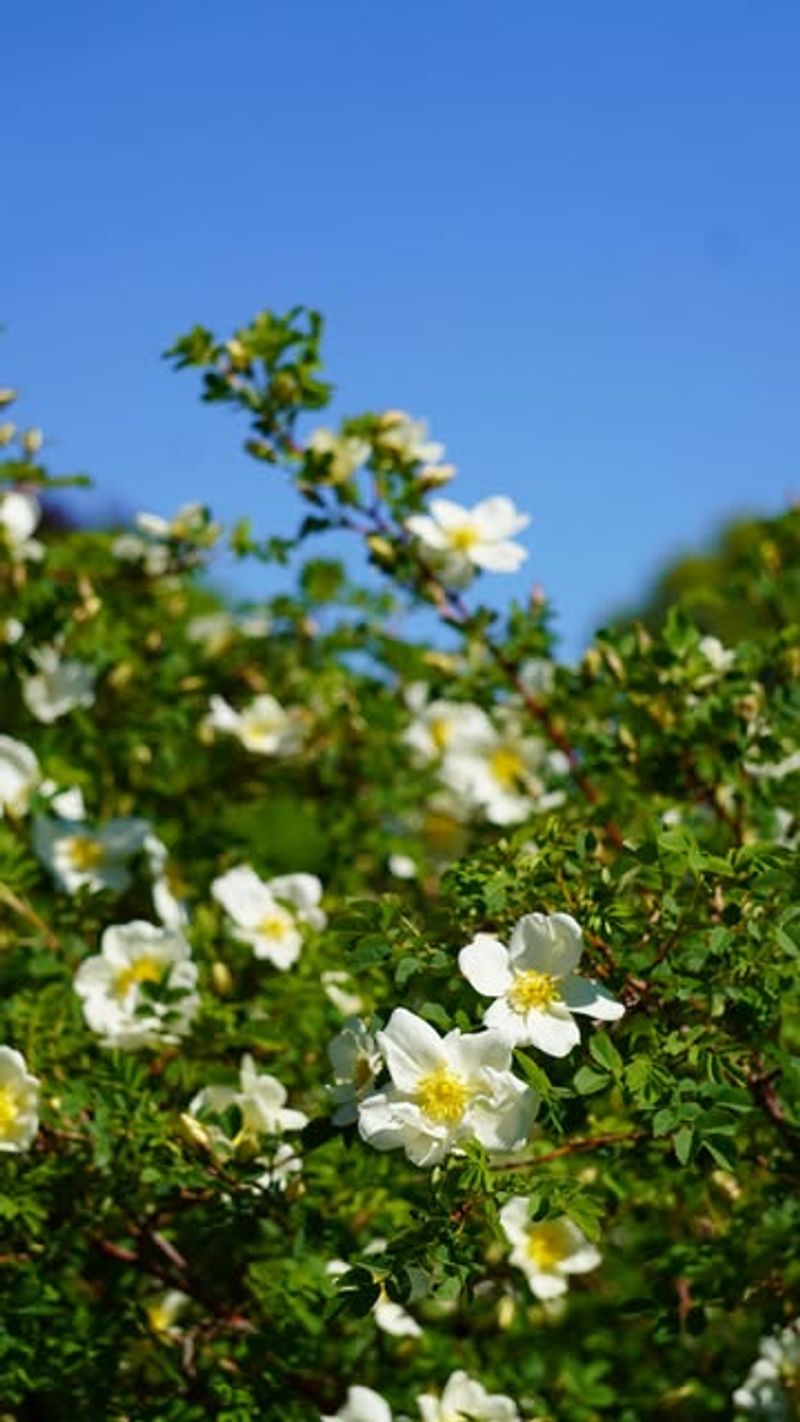 Burnet Rose (Rosa pimpinellifolia)