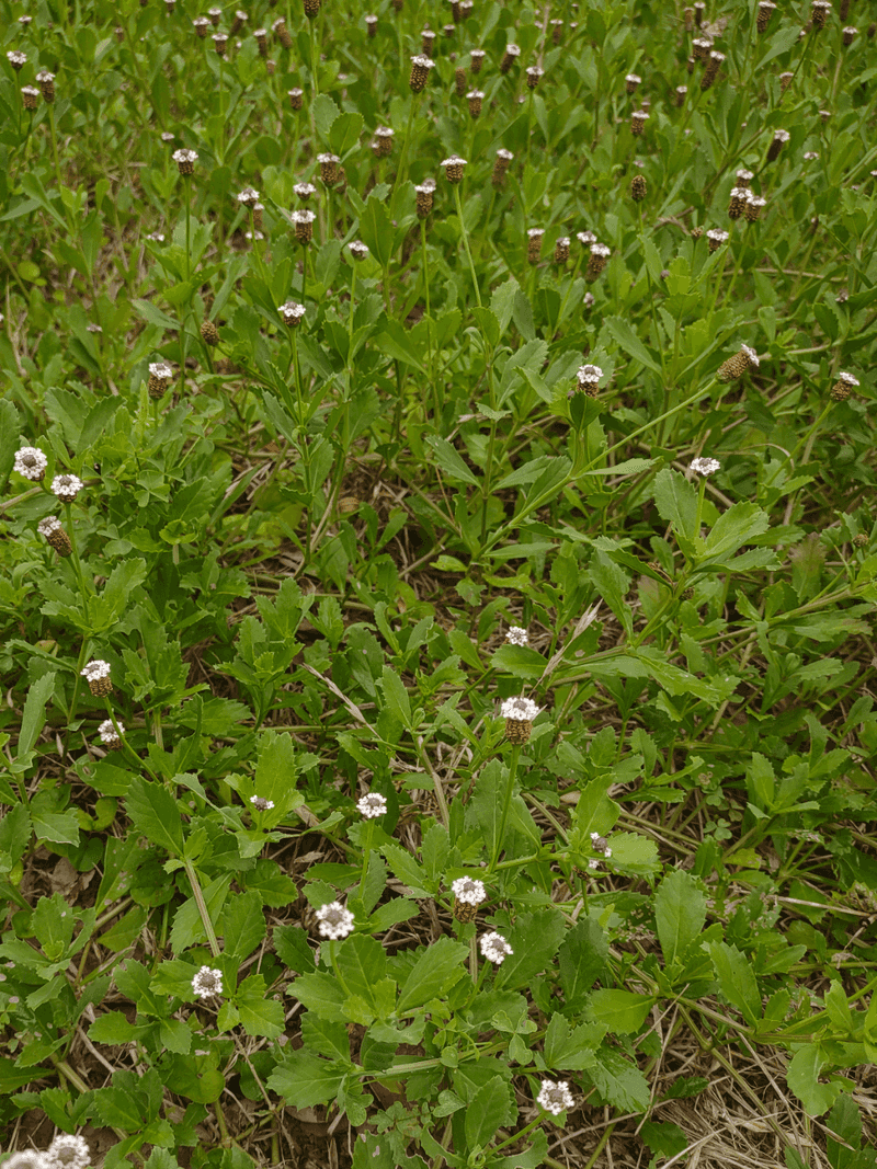Frogfruit (Phyla nodiflora)