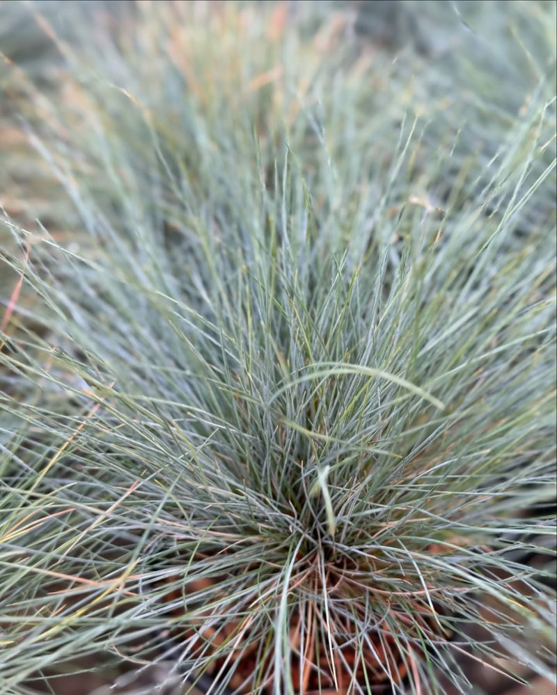 Idaho Fescue