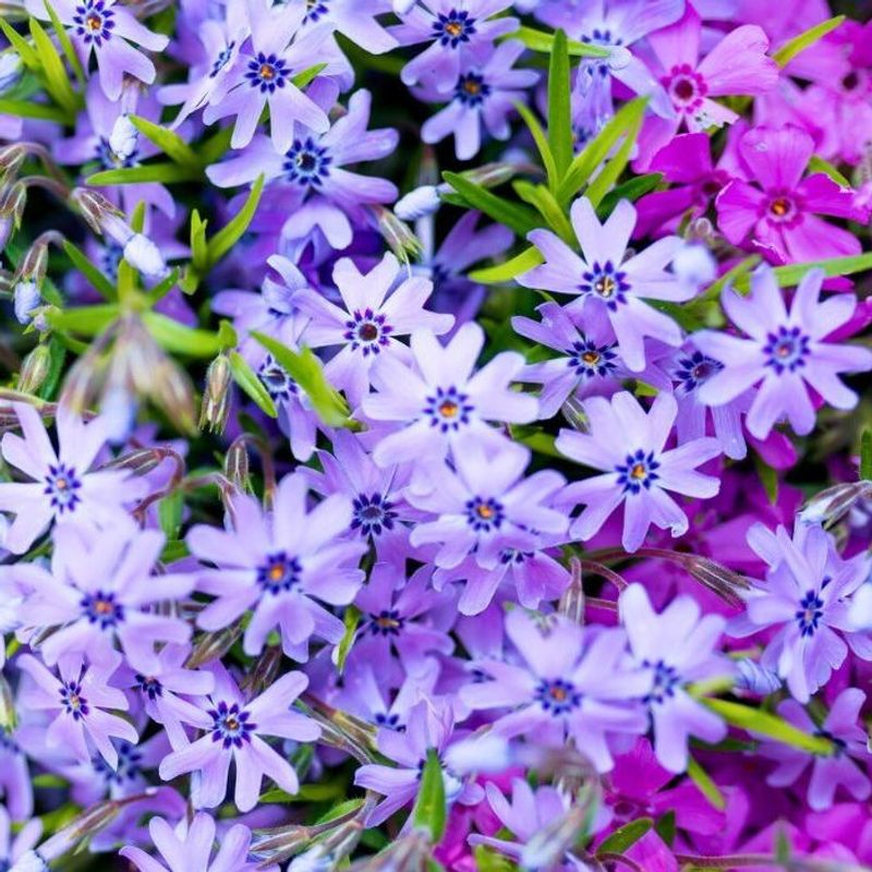 Creeping Phlox