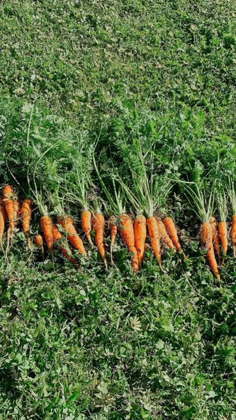 Carrot Growth Enhancer