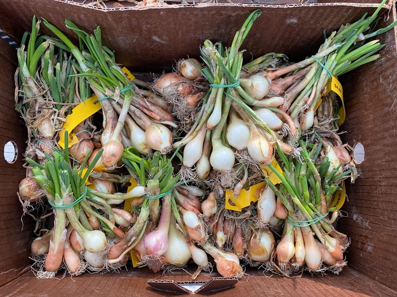 Onions