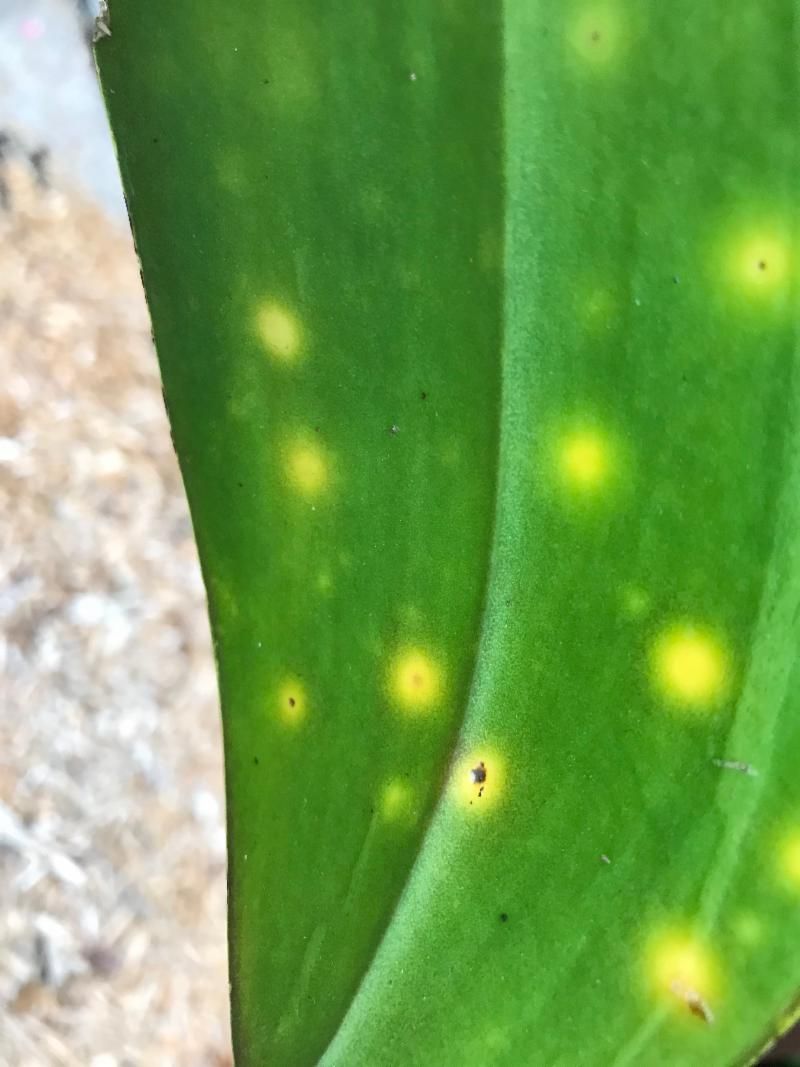 Bacterial And Fungal Infections