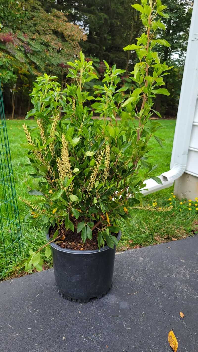 Clethra - Summer's Vanilla Candles