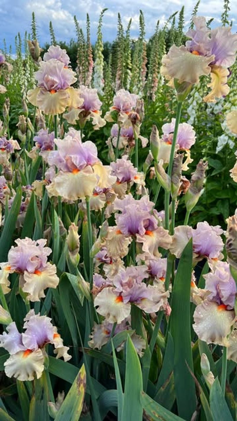 Bearded Iris