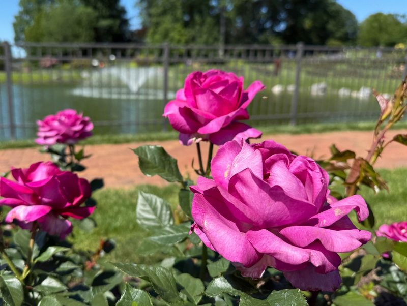 Rose