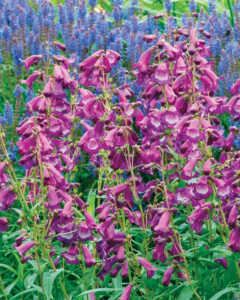 Penstemon