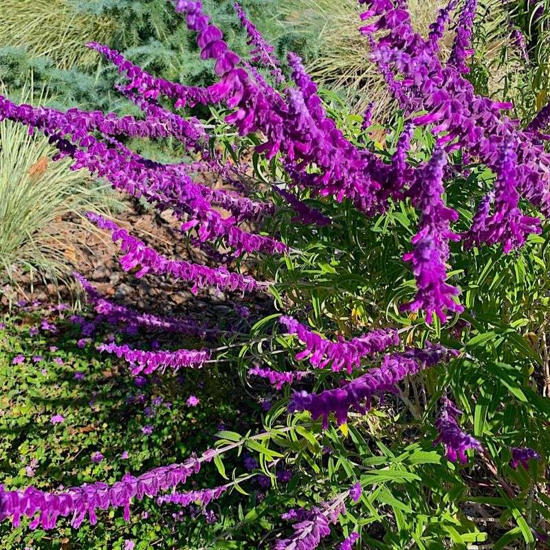 Mexican Bush Sage