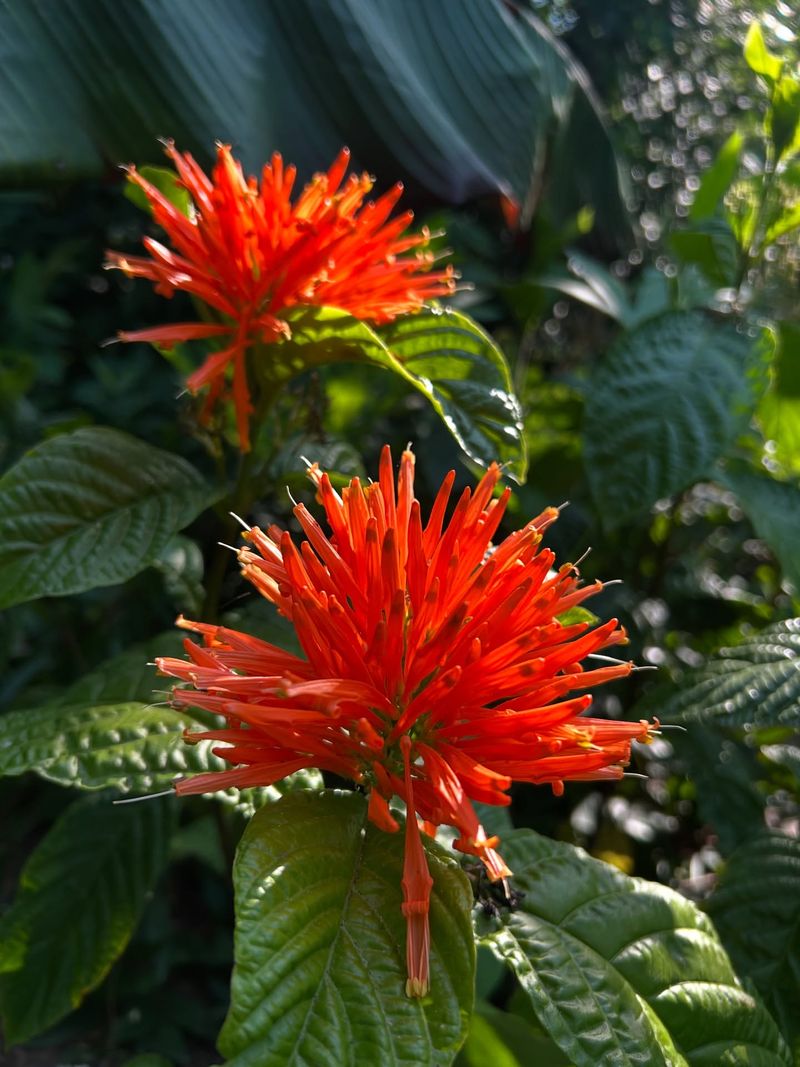 Mexican Honeysuckle