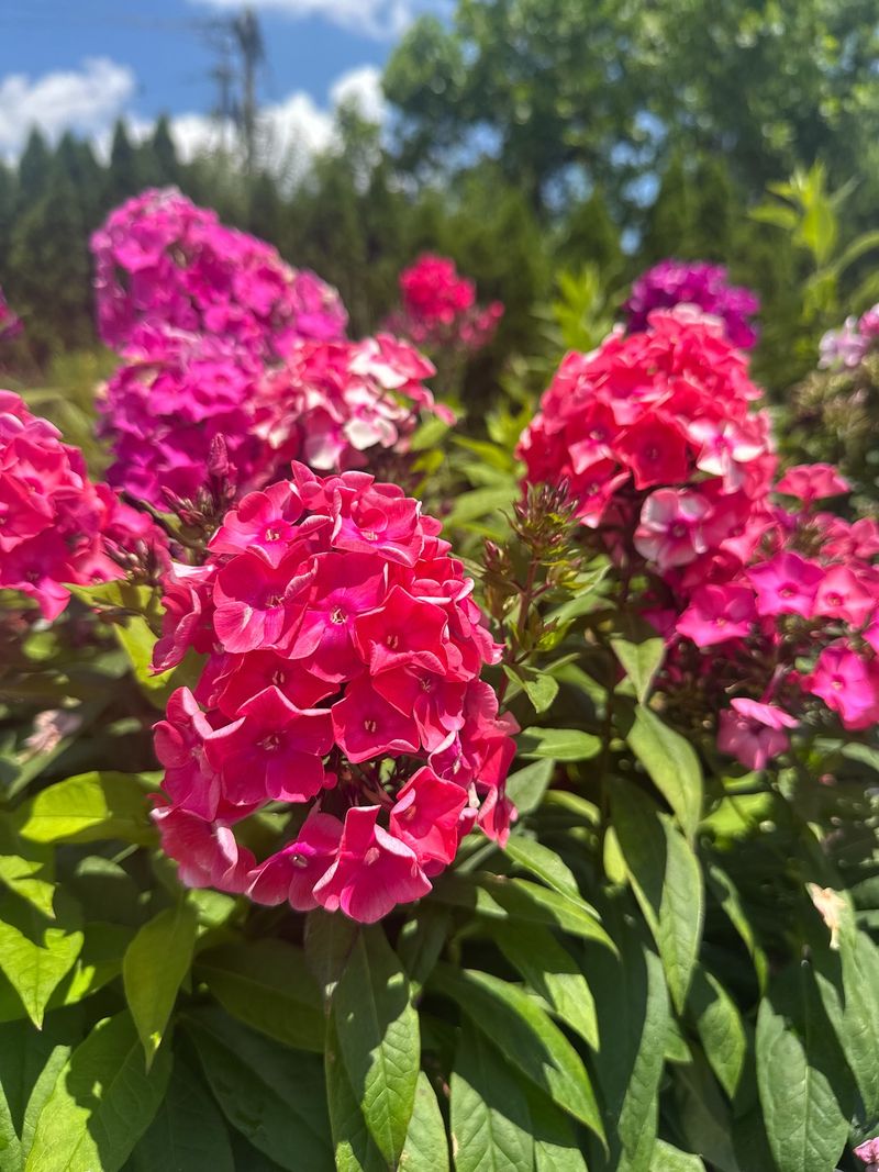 Phlox