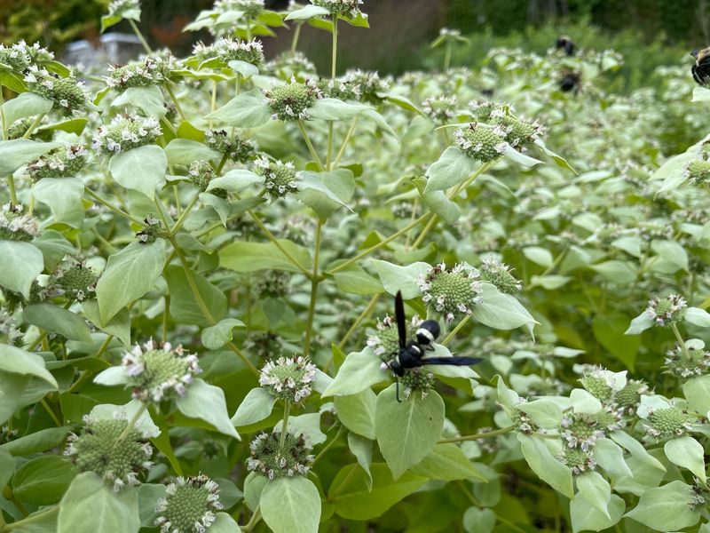 Mint Family Plants