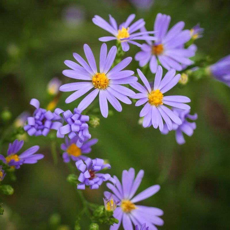 Aster