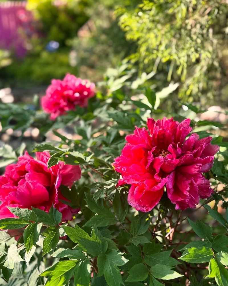 Peony