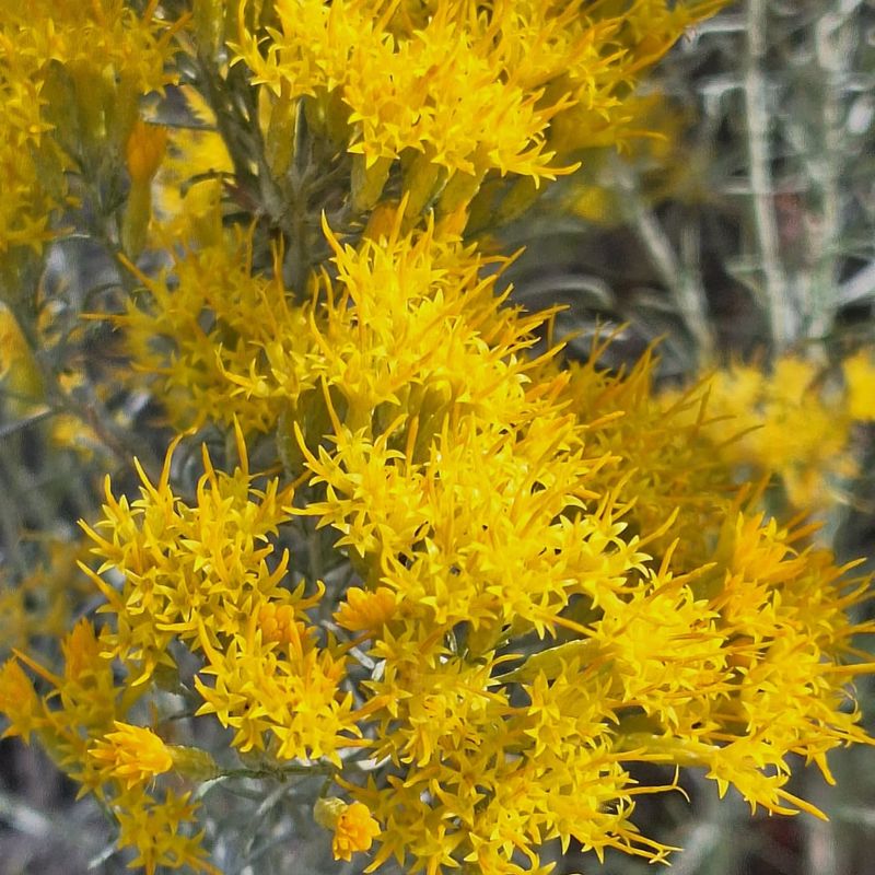 Rabbitbrush