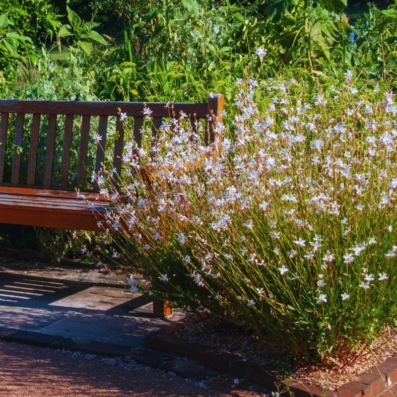 Gaura