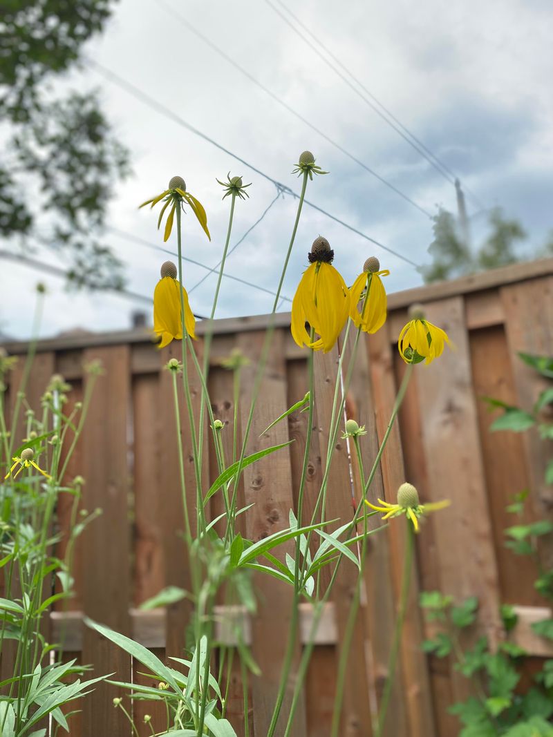 Purple Coneflower's Wild Cousin - Prairie Coneflower (Ratibida)