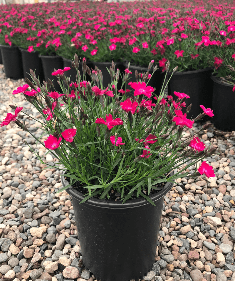 Dianthus (Pinks)