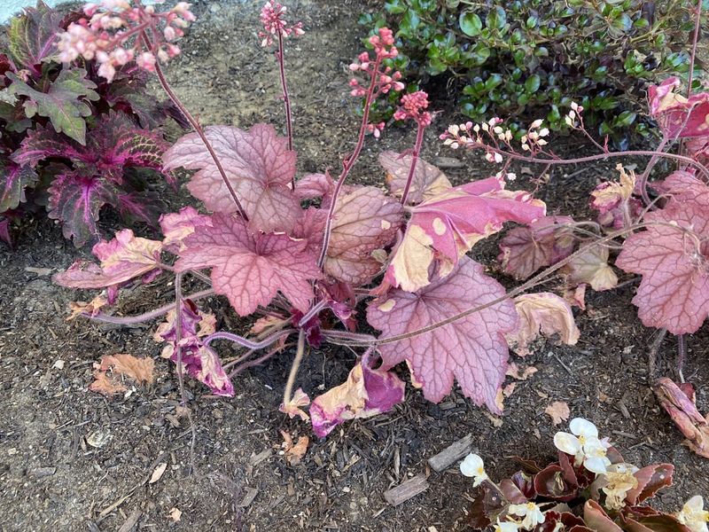 Coral Bells: Foliage Friends