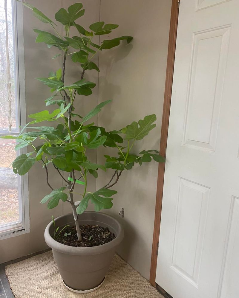 Beautiful Statement Plants
