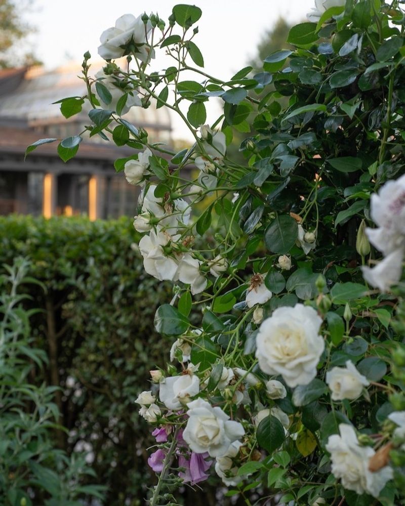 White Roses + Blue Catmint