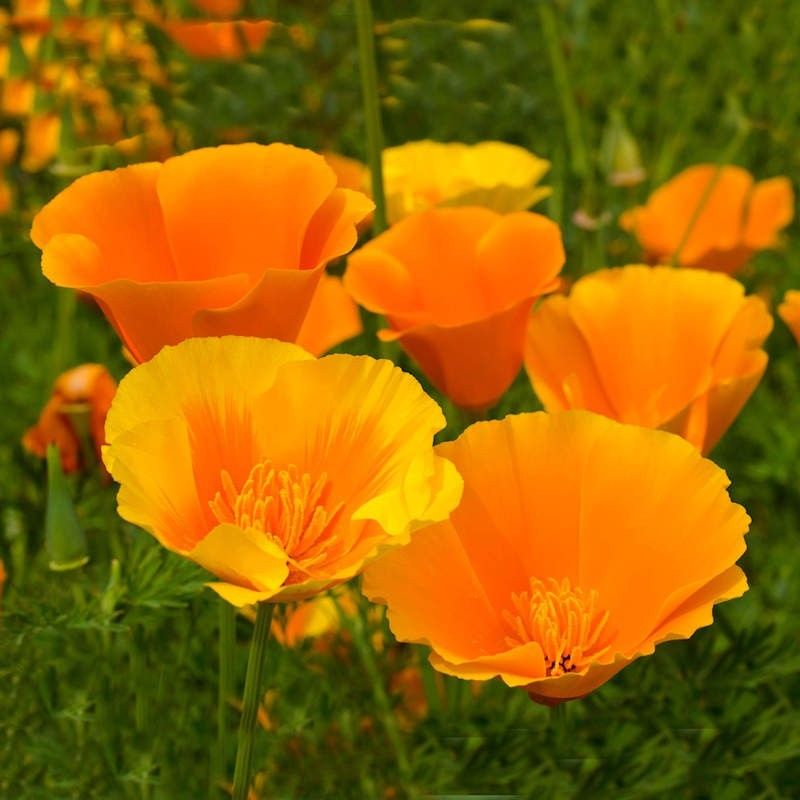 Purple Verbena + Orange California Poppies