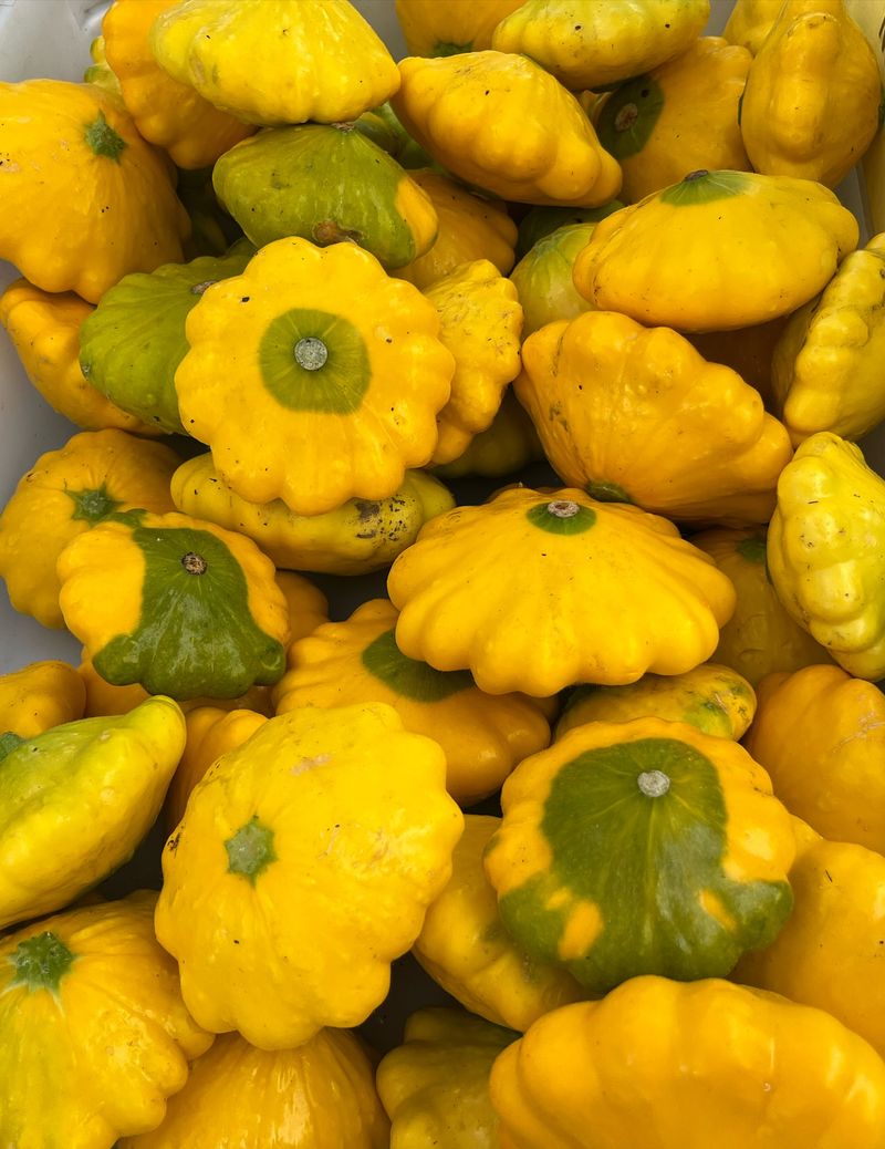 Pattypan Flying Saucer