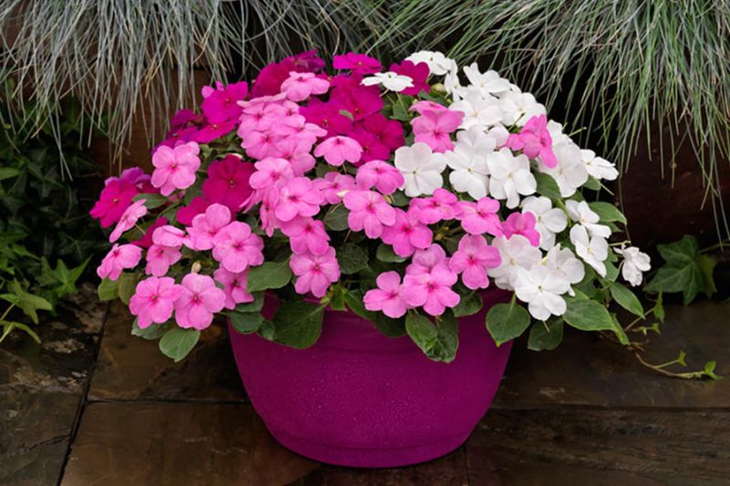 Pink Begonias + Pink Impatiens