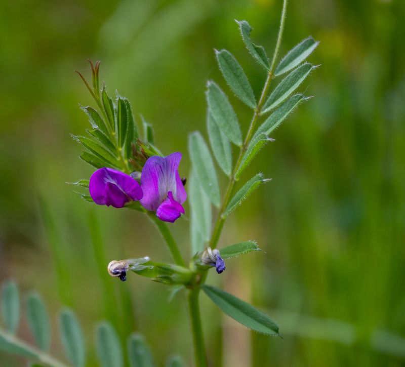 Vetch (Vicia spp.)