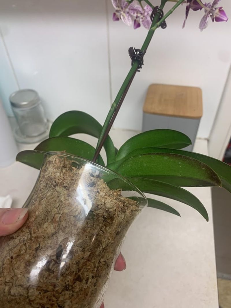 Brown Leaf Tips