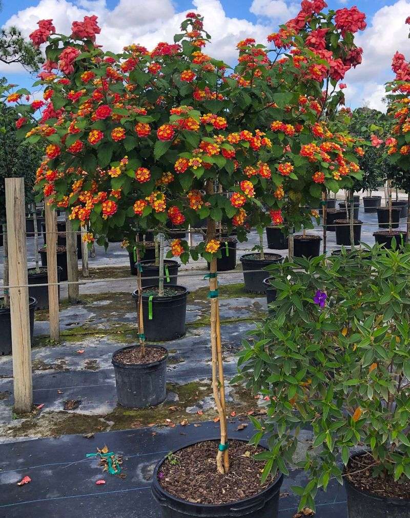 Lantana