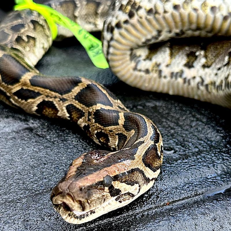 Burmese Python