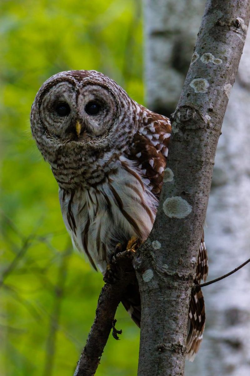 Barred Owls Help Control Nocturnal Pests