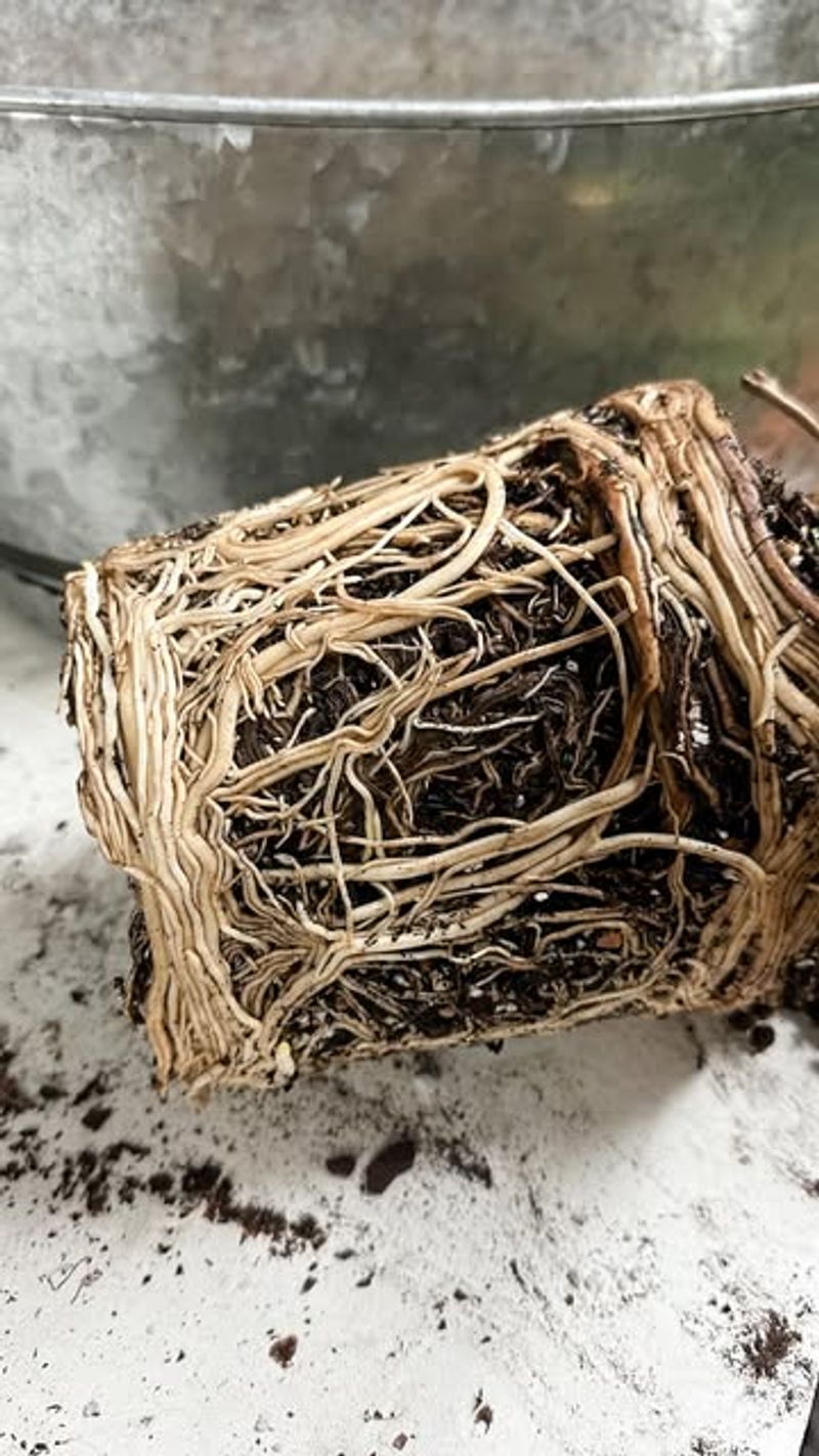 Mushy Brown Roots Tell The Truth