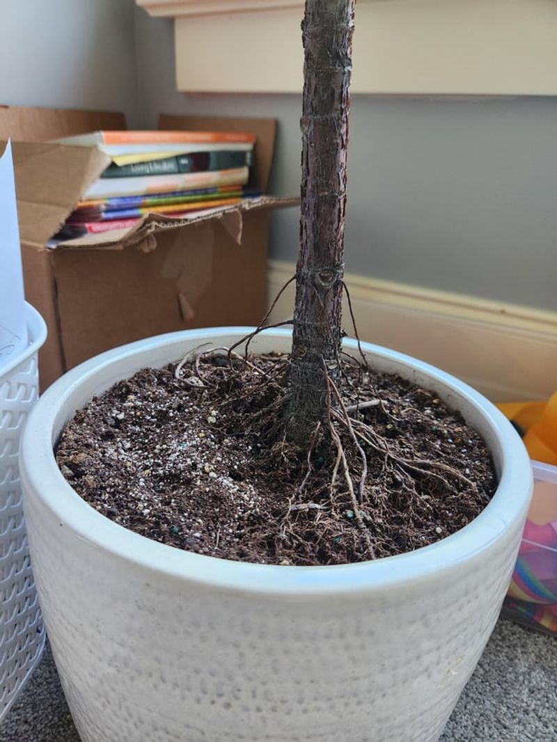 Roots Visibly Circling Inside The Pot