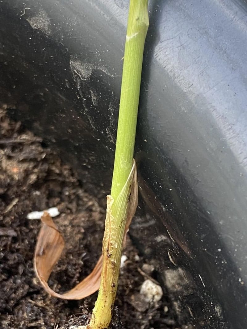 Stunted Growth