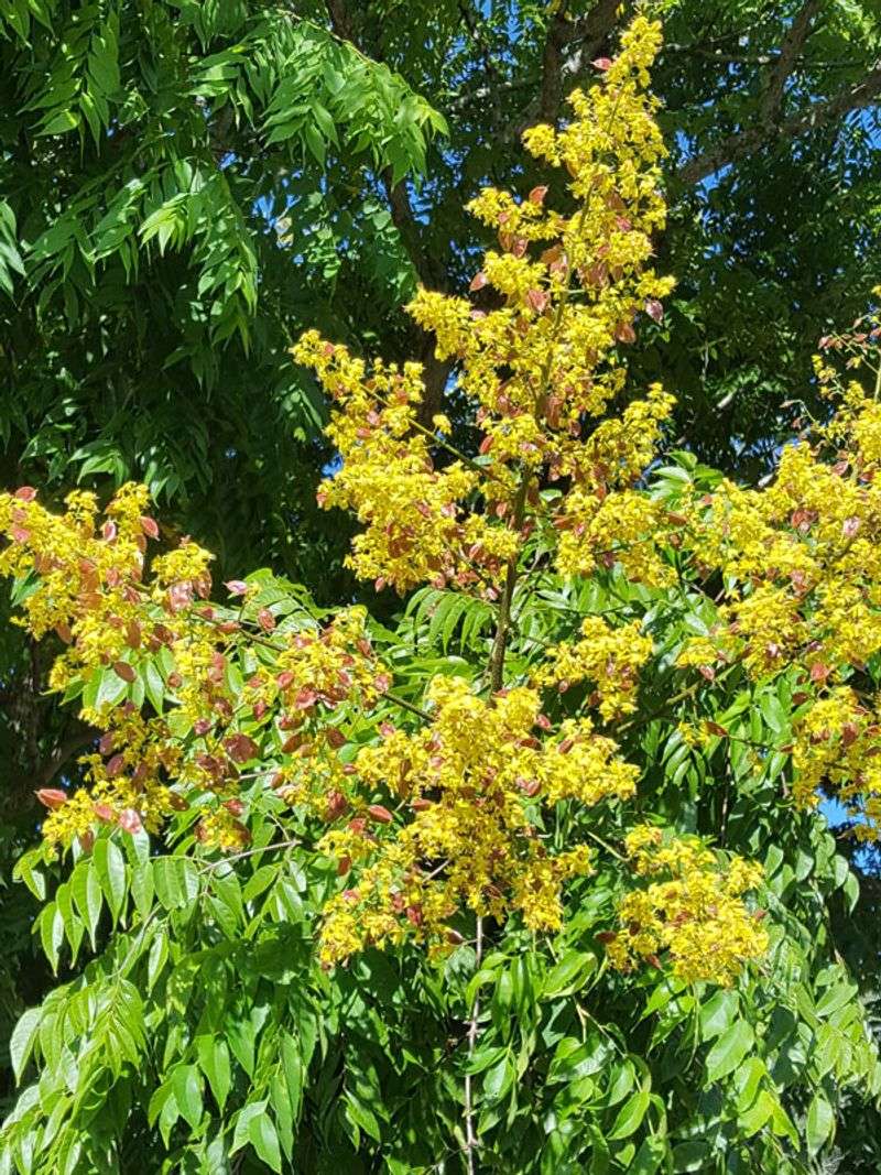 Golden Rain Tree