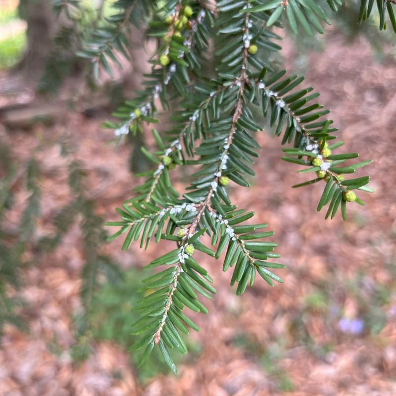 Hemlock Trees Host Woolly Adelgids